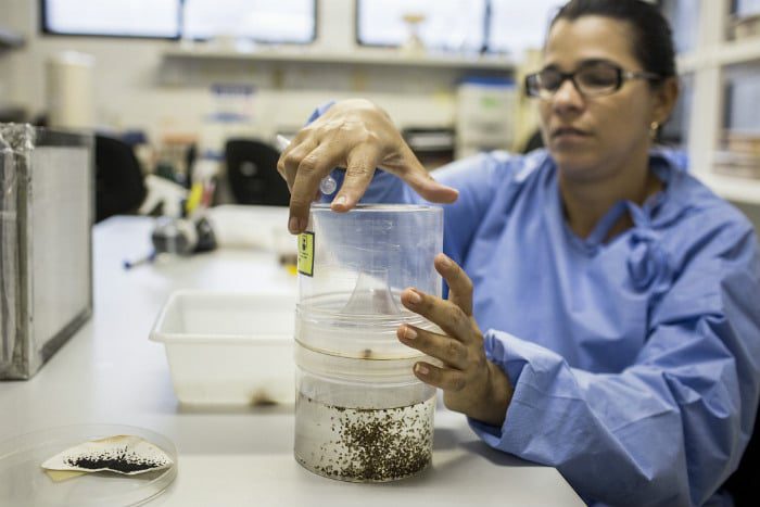 Zika fever mosquito testing brazil.jpg