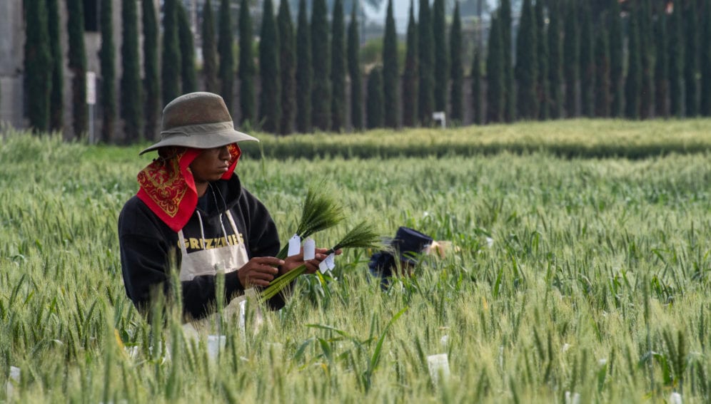 Selecting healthy wheat spikes
