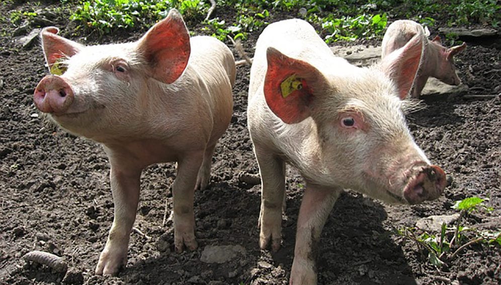 AMR China and India - Main