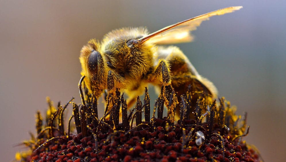 Bee_Collecting_Pollen_2004-08-14