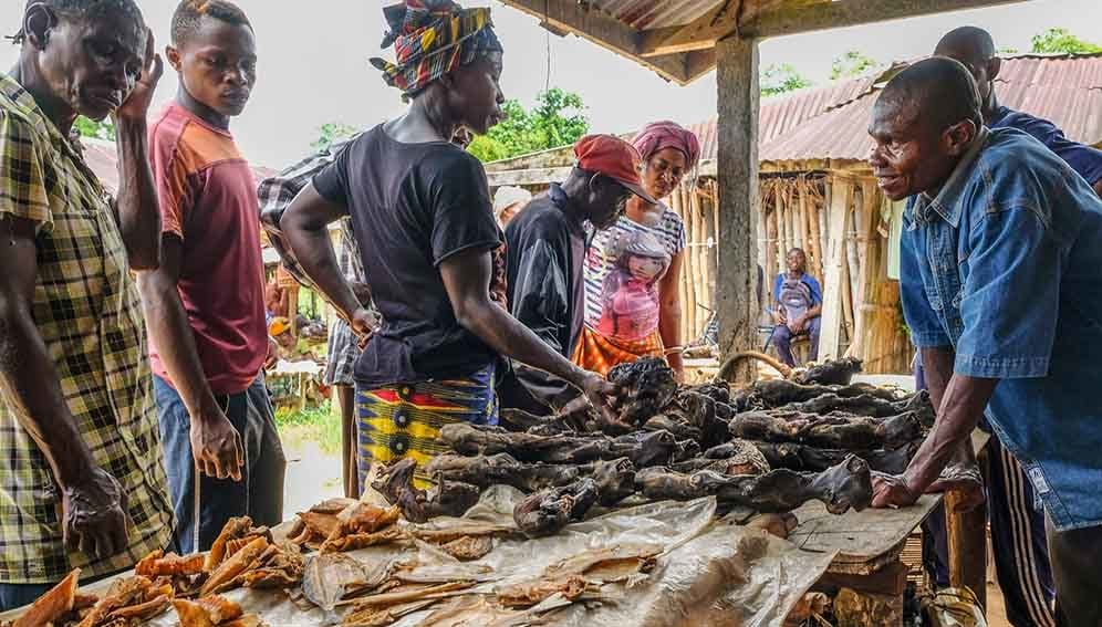 Bush Meat Market - MAIN