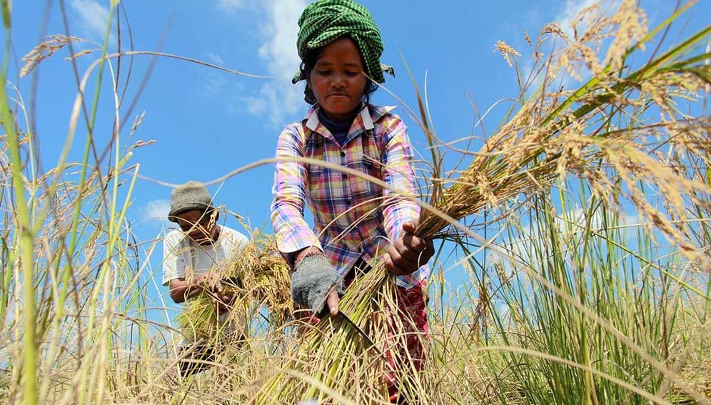 Cambodia Rice - main