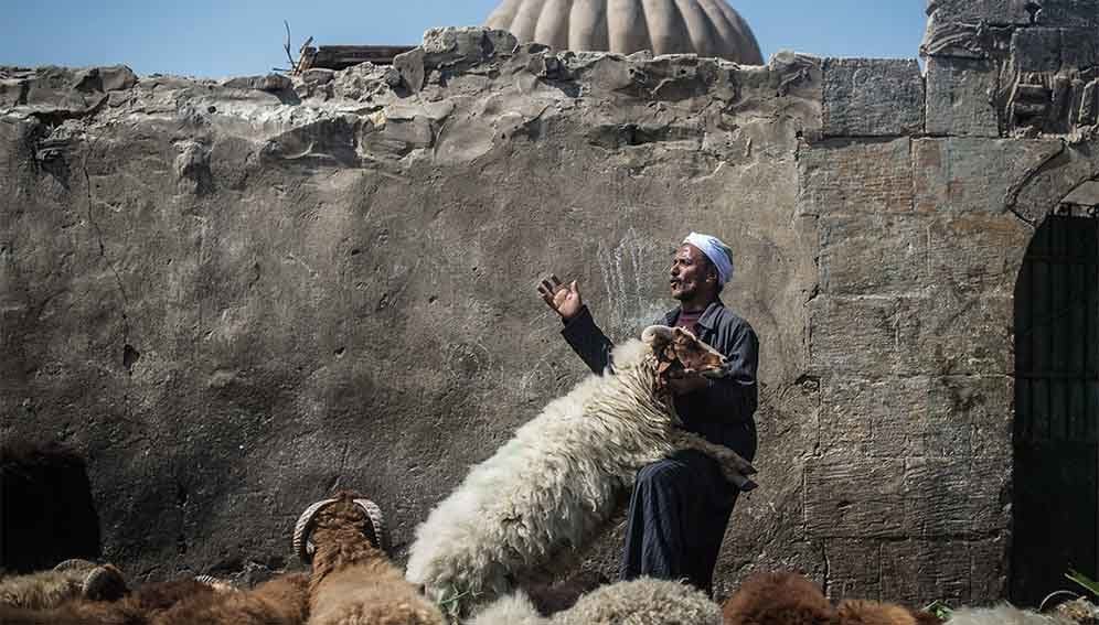 Eid slaughter - Main