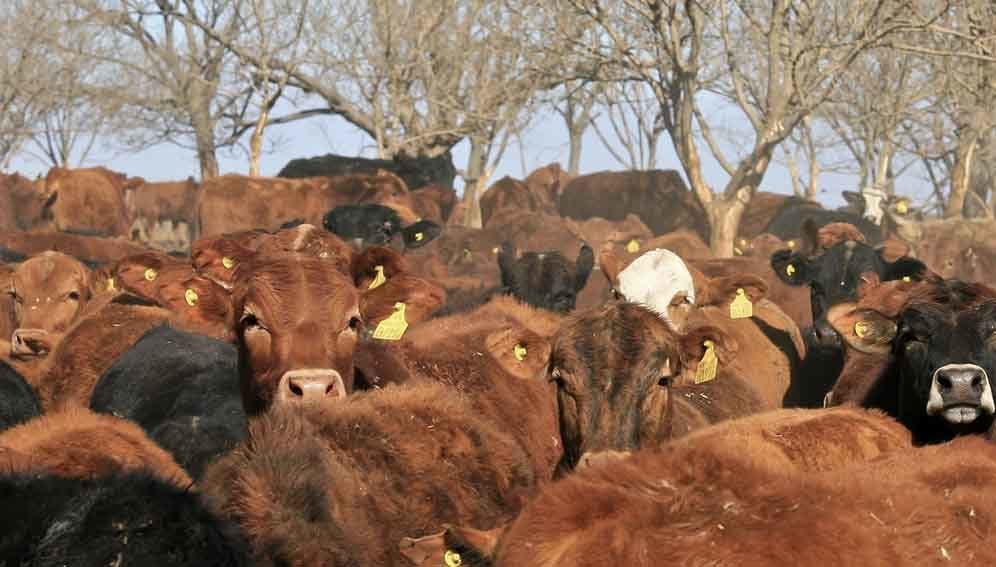 5 Animal diseases - MAIN