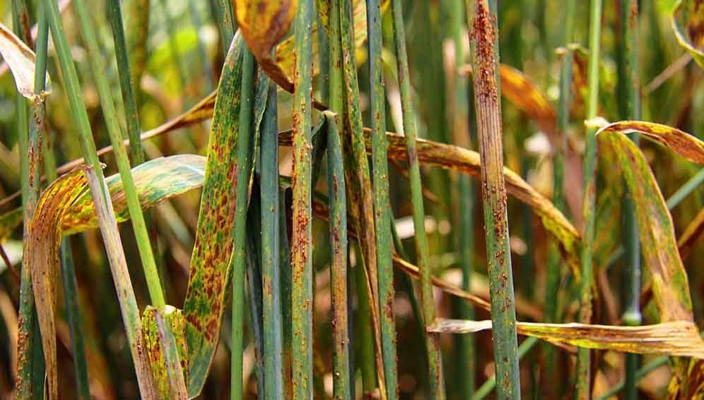 1 Rust disease - MAIN 1