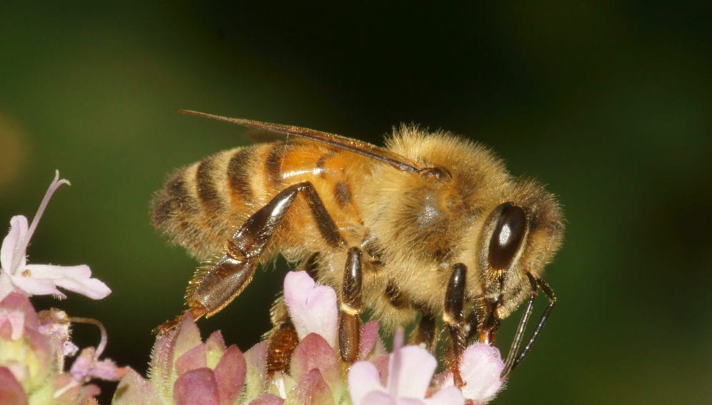 abeja abridora