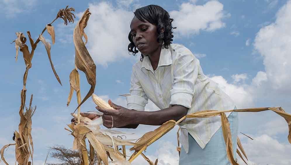 Harvest maize in farm