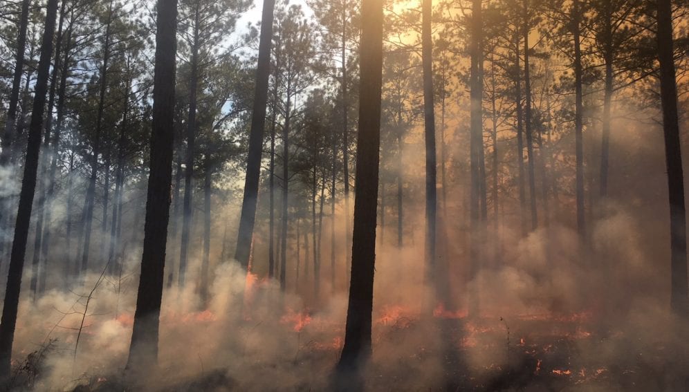 Incendio by ChattOconeeNF