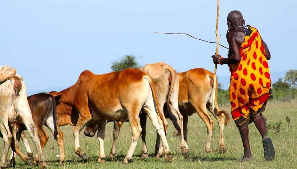 Livestock - zoonotic