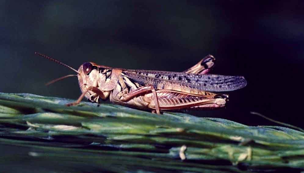 Locust podcast - Main