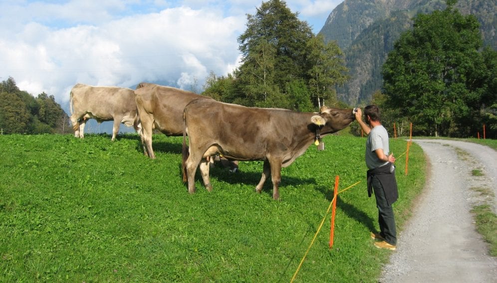 Farmer holds cow