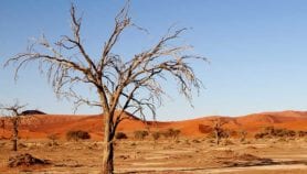 In new hostile climate, drought-tolerant crops, systems needed on unprecedented scale