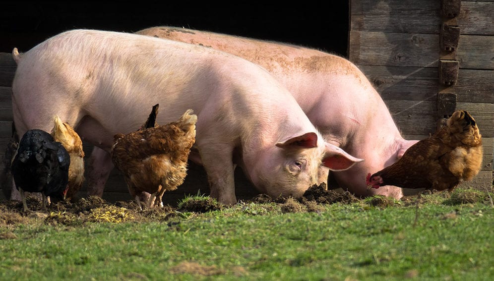 pigs and chickens-main