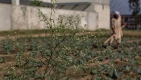 Rooting out ‘monster’ invasive weeds and pests from space