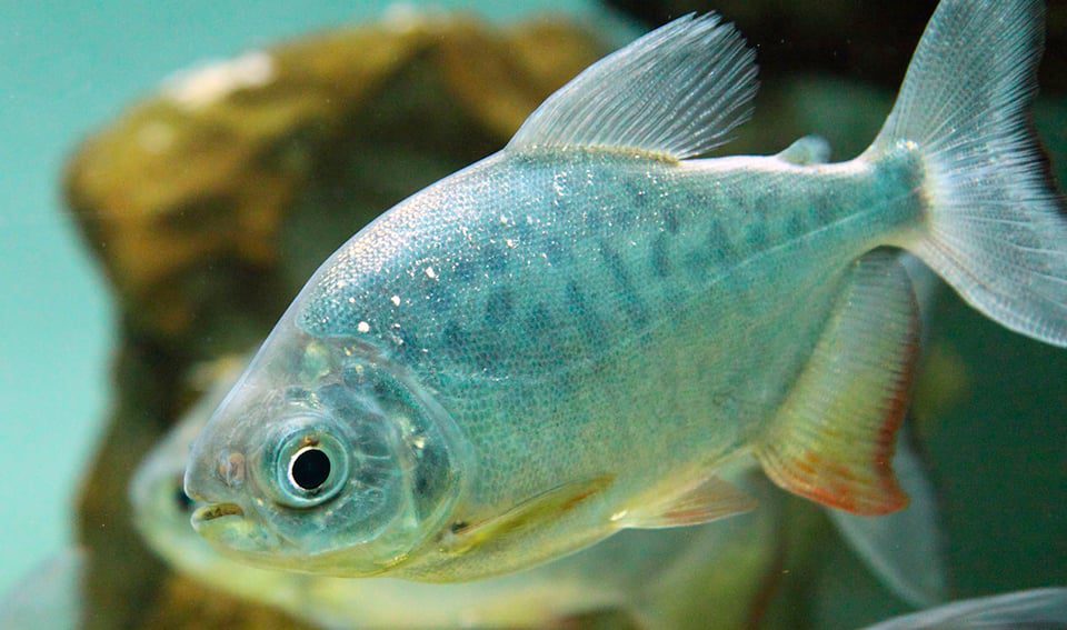Tambaqui - Pacu - Colossoma macropomum SDN