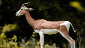 Social media fuelling risky bushmeat sales – study