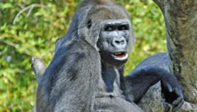Western Gorilla