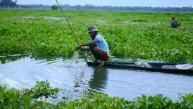 Invasive lake weed turned to clean energy in Ethiopia