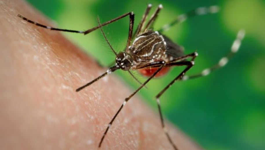 Aedes aegypti