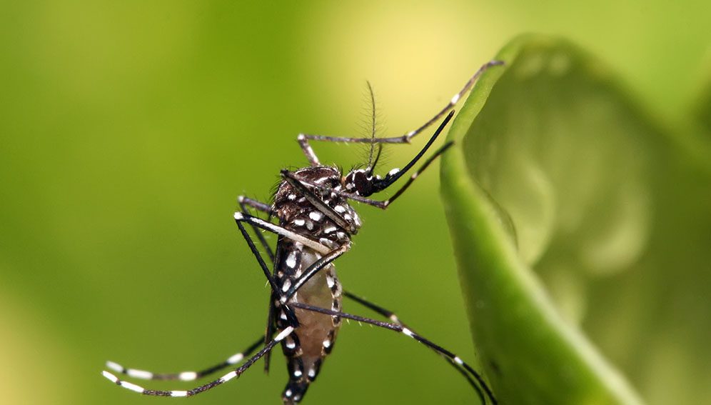 Aedes aegypti in Dar es Salaam, Tanzania (By Muhammad Mahdi Karim - Own work)