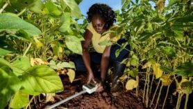 Just 20% of climate change studies ‘written by women’