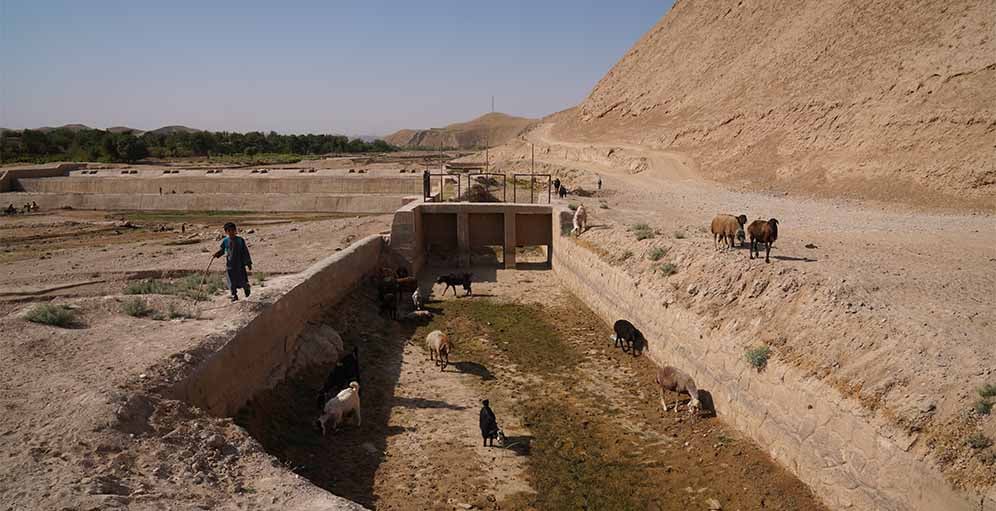 AFGHANISTAN 2025. Worsening drought and the increasing strain of water collection 08 July 2025. Shirin Tagab district, Faryab province, Afghanistan. A herd of sheep and goats searching for water in a dried-out canal. Water sources like this are essential for farming, livestock and daily life, but their depletion is placing increasing strain on local communities and on agricultural activities.  08/07/2025  Country or Territory Afghanistan Credit ©FAO/Hashim Azizi