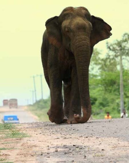 An elephant walking on a busy road (c) CCRSL