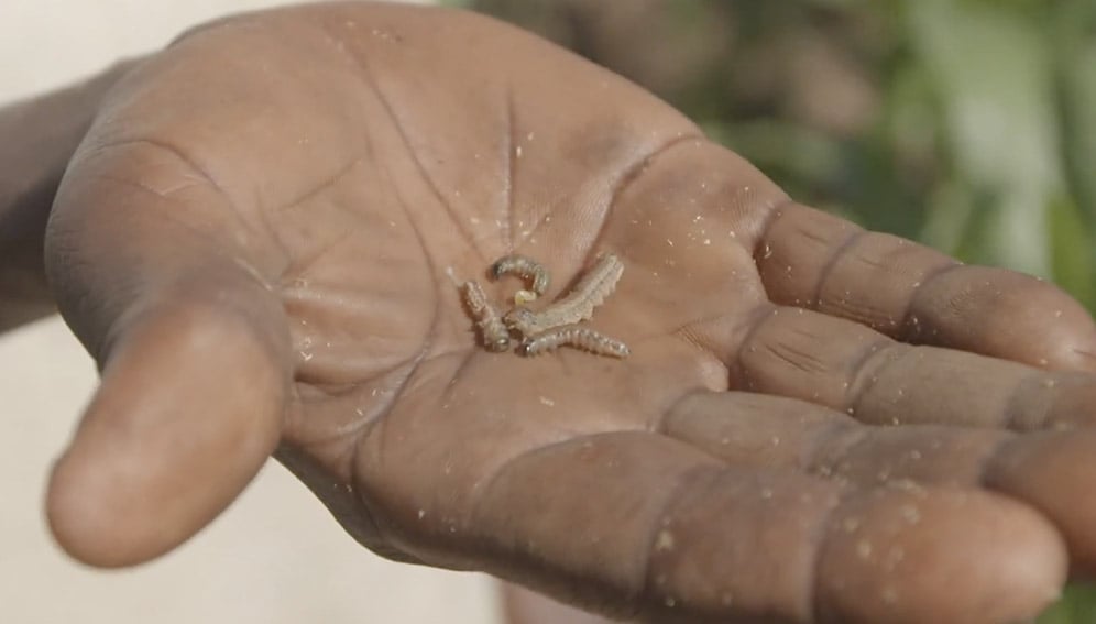 Martin Showing some of army worms picked up from his garden.