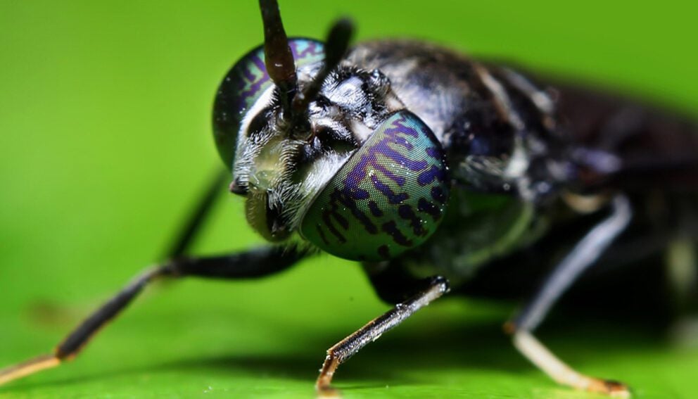 Hermetia illucens "Black Soldier Fly", Photo by: karman mamen on Flickr.