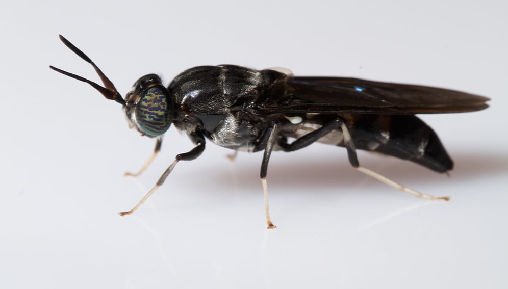 Black soldierfly, Photo by : Brian Gratwicke brian.gratwicke // Flickr - https://www.flickr.com/photos/briangratwicke/33251094891