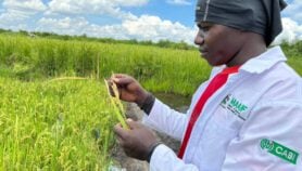 ‘Paradigm shift’ needed to improve African food safety