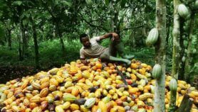 Cocoa growers show lack of appetite for agroforestry
