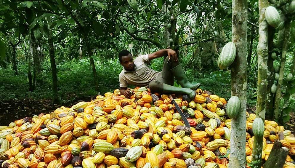 ChrisTonaldo on his harvested cocoa
