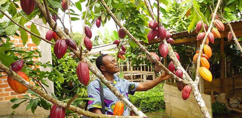 A farmer examining cocoa maturing pods. About five per cent of cocoa is grown on farms where there is at least 30 per cent shade cover from large trees. FAO photo.