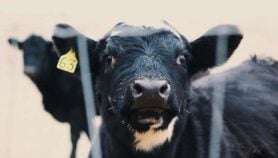 Artificial insemination a win for Zimbabwe’s farmers