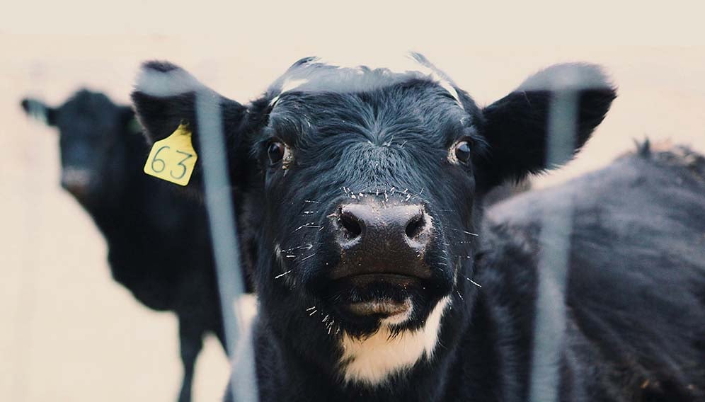 Artificial insemination helps Zimbabwean farmers increase livestock quality, production and incomes.