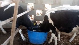 Solar milking tech boosts dairy farms in Malawi