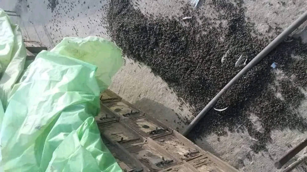 Poisoned bees affected by pesticides lie on the ground near their hives.