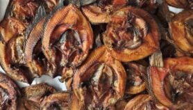 Eco-friendly kilns help Malawi’s fish curers cut losses