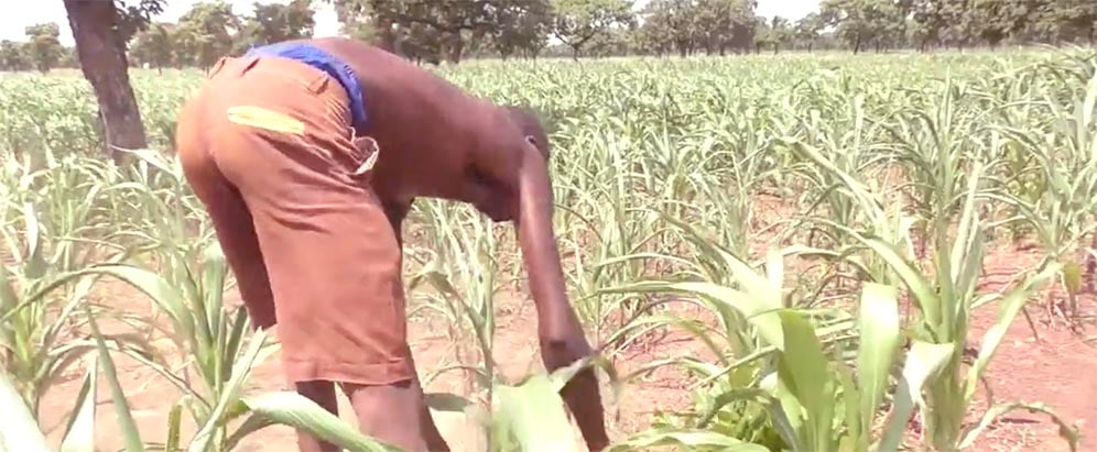 Dry spells on maize farm
