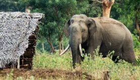 Sri Lanka’s elephant corridor plan ‘unscientific’