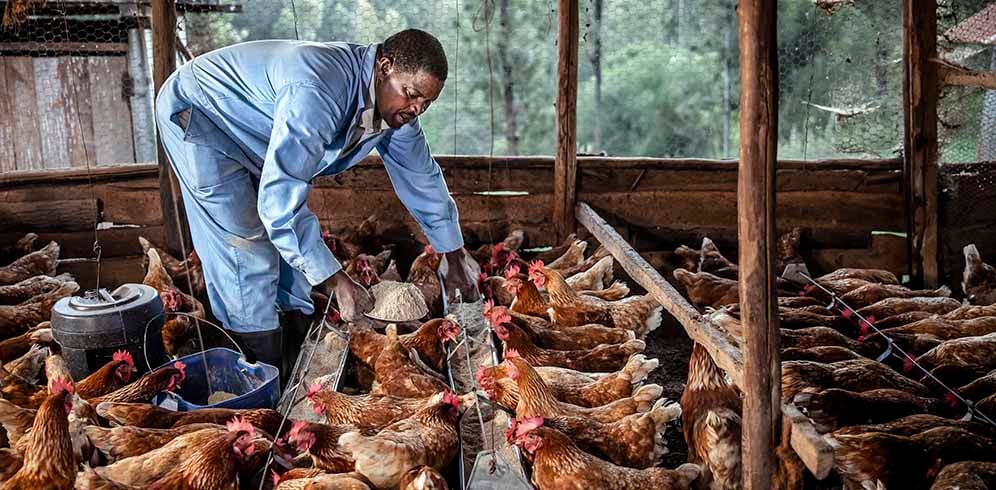 A Kenyan farmer feeding chicken. A major barrier to tackling antimicrobial resistance is a lack of integrated surveillance systems says experts. Copyright: Luis Tato/FAO