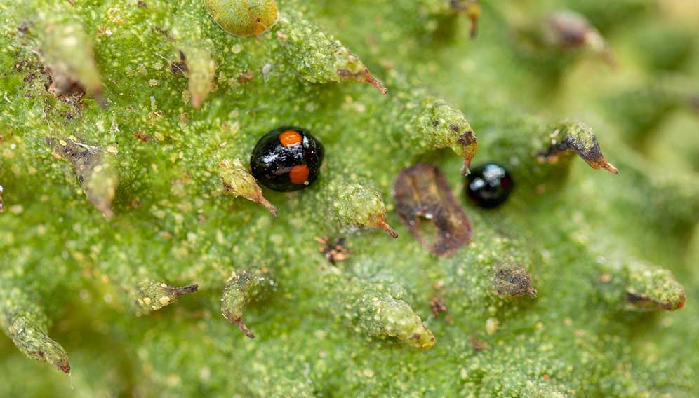 A ladybird beetle which is a natural enemy of Croton Scale, in Grenada. Credit: Noah Friedman-Rudovsky for CABI