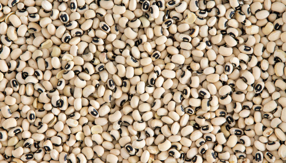 Cowpeas: Introduction met with public debate over safety and biodiversity.