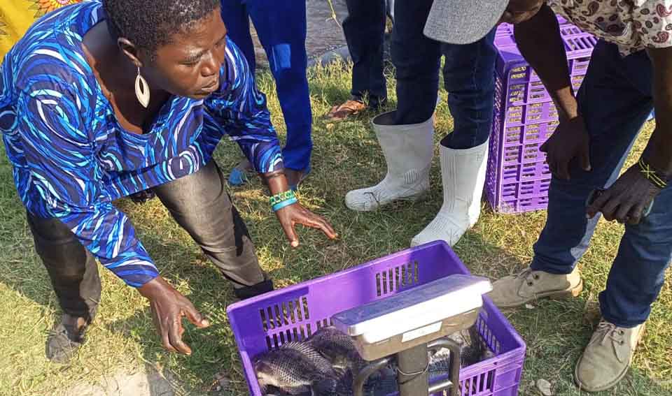 Women fish farmers weighing the harvested fish at Rasira beach in Homa Bay County.