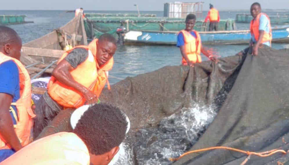Men helping the women fish farmers during the harvest of fish from fish cages on Lake Victoria near Rasira beach on June 17, 2024.