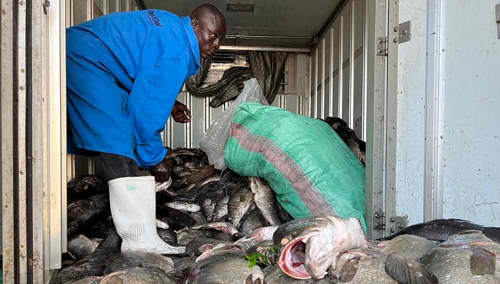 A manual labourer at Mbita landing site loading a Keep It Cool truck with fish and ice for preservation in preperationf or transportation to Nairobi.
