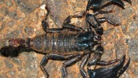 Indian black scorpion venom holds key to new antidote