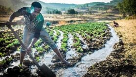Irrigation a must for smallholders in changing climate