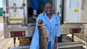 ‘Internet of fish’ empowering Lake Victoria women